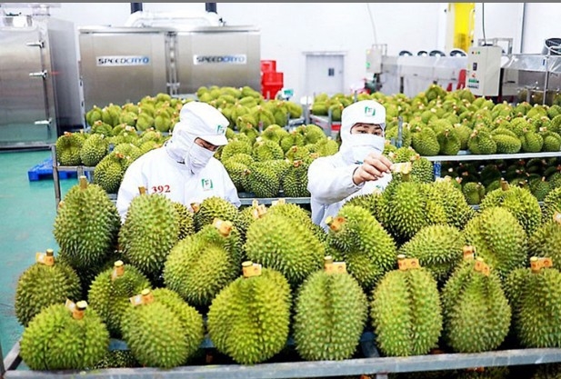 Government's proactive measures help stimulate fruit and vegetable sector's growth